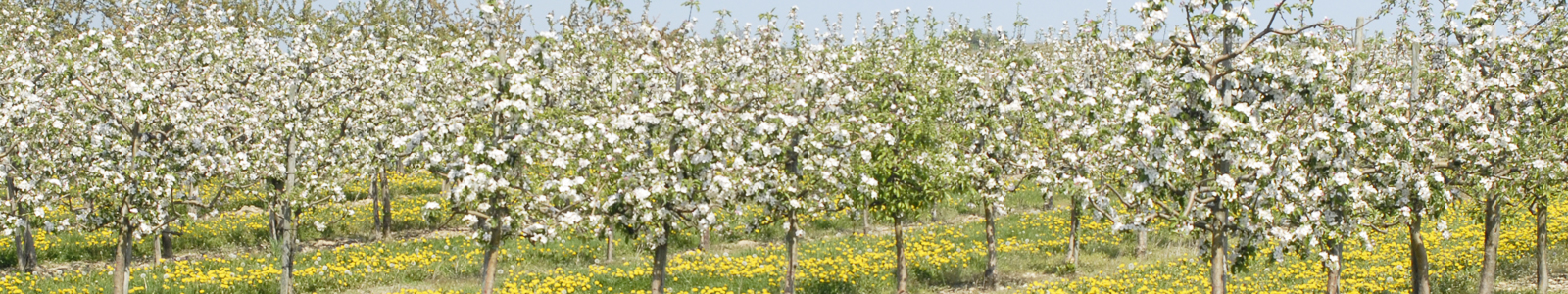 Blühende Obstbaumanlage ©DLR